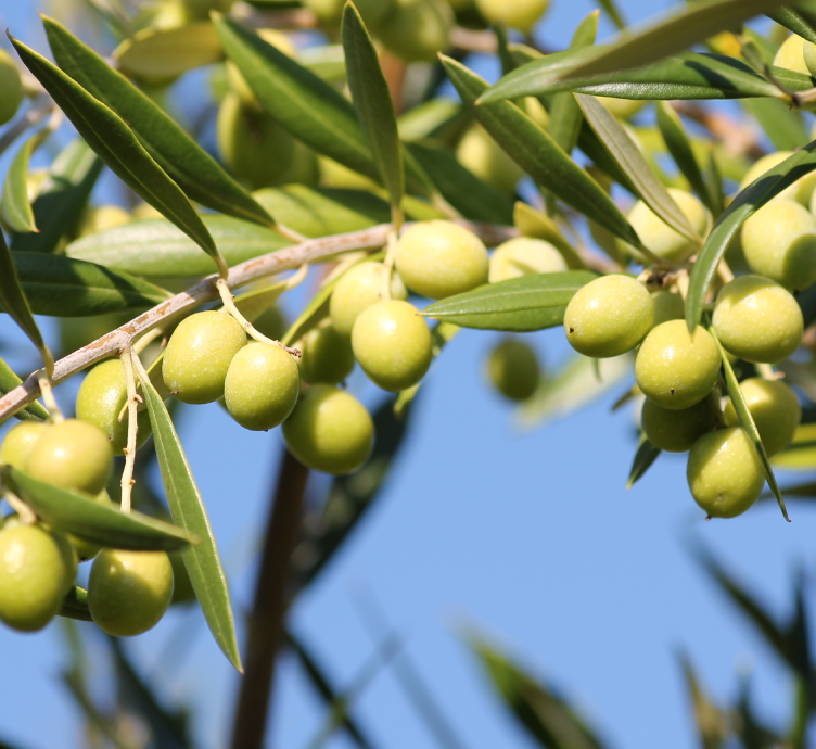 Image of an olive tree